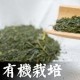 有機栽培緑茶のティーバッグ